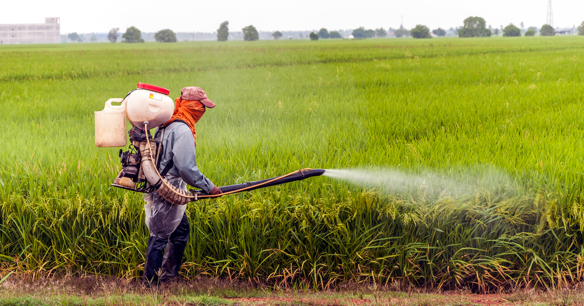 Carfentrazone-ethyl sa paglilinang ng bigas
